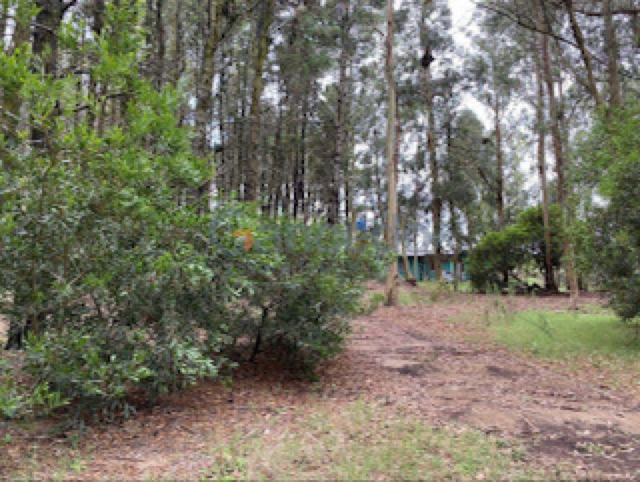 Lote Amplio Mar de las Pampas, Rodeado de Bosque y Cerca de la Playa